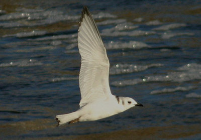 Black-legged Kittiwake; immature