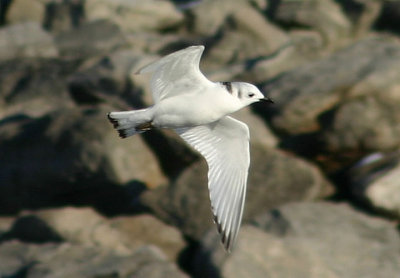 Black-legged Kittiwake; immature