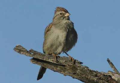 Rufous-winged Sparrow