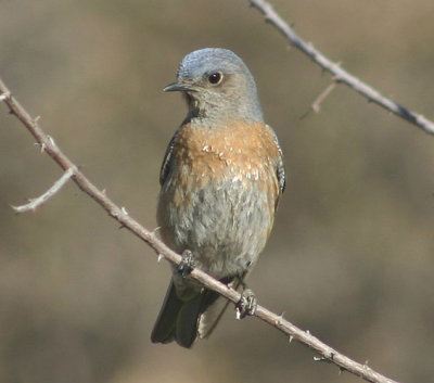 Western Bluebird; female