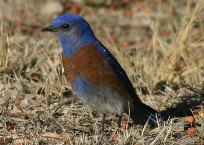 Western Bluebird; male