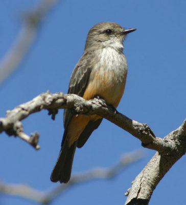 Vermilion Flycatcher; female