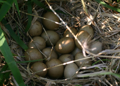 Ring-necked Pheasant nest