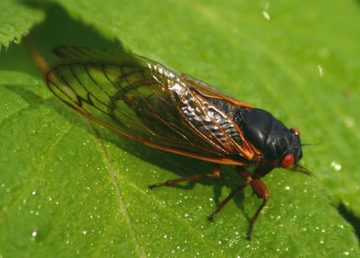 Magicicada septendecim; Decim Periodical Cicada