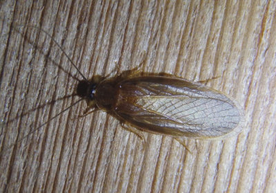 Compsodes schwarzi; Schwarz's Hooded Cockroach; male