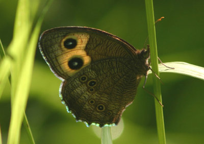 Cercyonis pegala; Common Wood-Nymph