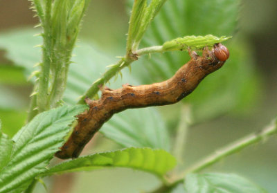 8689 - Zale lunata; Lunate Zale caterpillar