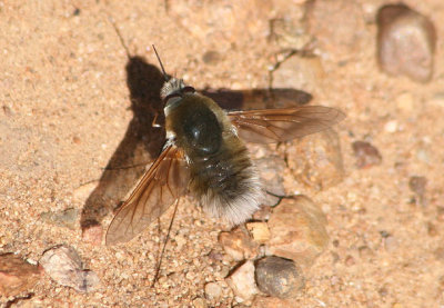 Anastoechus Bee Fly species