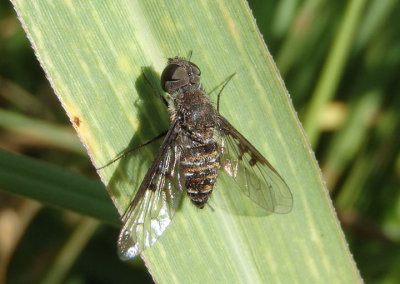 Anthrax pauper; Bee Fly species