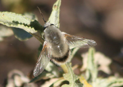 Anastoechus hessei; Bee Fly species