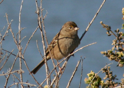 Golden-crowned Sparrow; basic