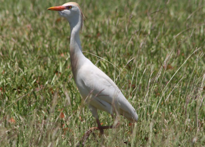 Cattle Egret; breeding