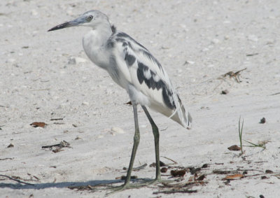 Little Blue Heron; molting immature