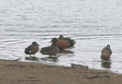 Cinnamon X Blue-wing Teal; Hybrid male