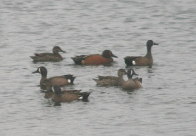 Cinnamon X Blue-wing Teal; Hybrid male