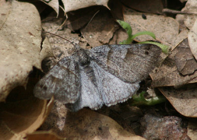 8736 - Caenurgina caerulea; Looper Moth species