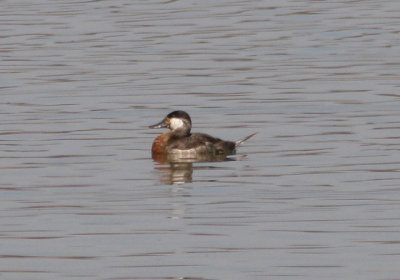 Ruddy Duck; transitional male