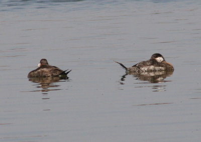 Ruddy Ducks; transitional males
