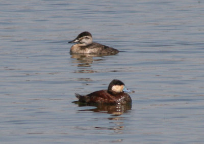 Ruddy Ducks; breeding pair
