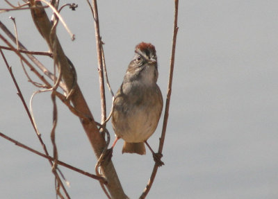 Swamp Sparrow; breeding