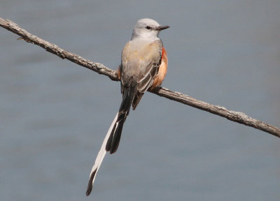 Scissor-tailed Flycatcher; male 
