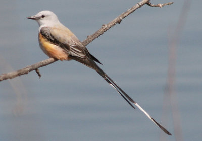 Scissor-tailed Flycatcher; male 
