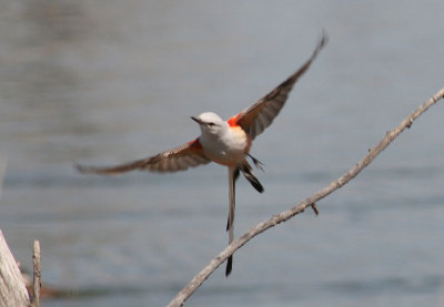 Scissor-tailed Flycatcher; male 