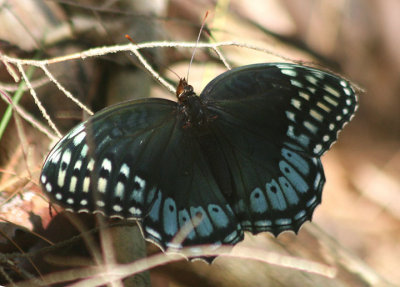 Speyeria diana; Diana Fritillary; female