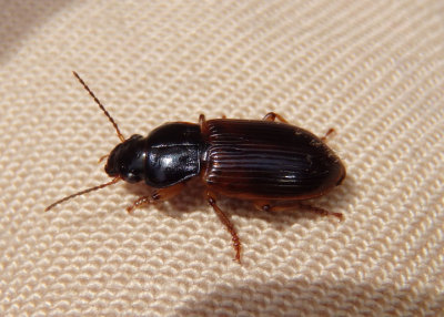 Anisodactylus sanctaecrucis; Ground Beetle species