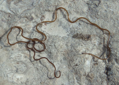 Gordioidea Horsehair Worm species