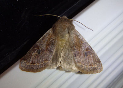 10495 - Orthosia hibisci; Speckled Green Fruitworm Moth