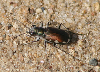 Cicindela scutellaris lecontei; Festive Tiger Beetle 