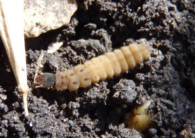 Cantharidae Soldier Beetle larva species