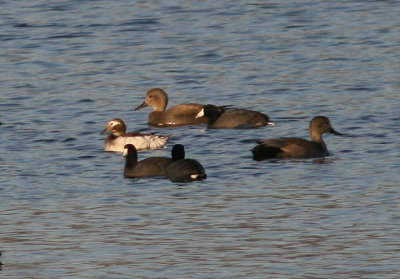 Long-tailed Duck; transitional female with American Coots and Gadwall