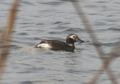 Long-tailed Duck; transitional female