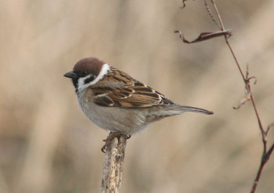 Eurasian Tree Sparrow; exotic