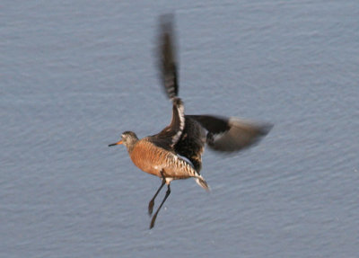 Hudsonian Godwit; breeding male