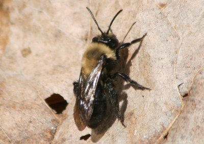 Andrena carlini; Carlin's Andrena