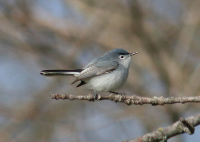 Blue-gray Gnatcatcher; breeding