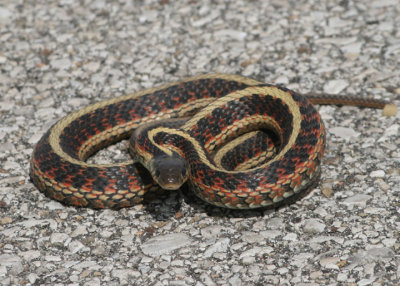 Common Garter Snake