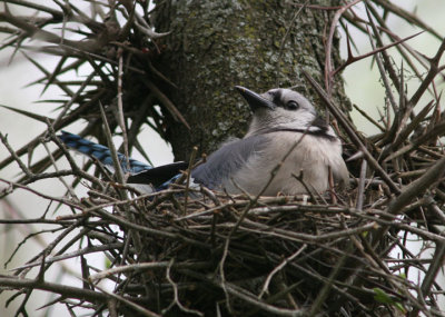 Blue Jay on nest