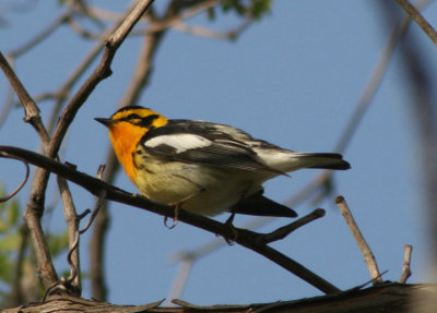 Blackburnian Warbler; male