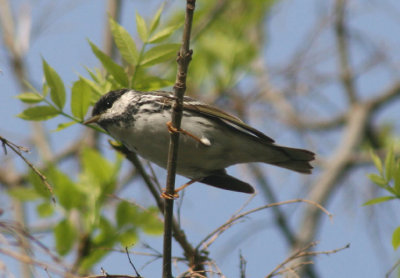 Blackpoll Warbler; male