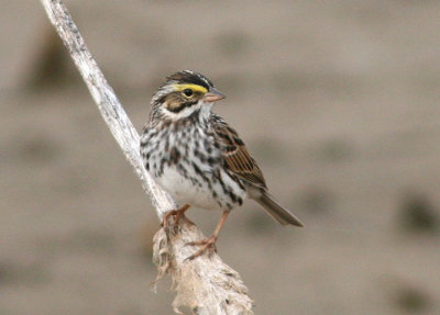 Savannah Sparrow