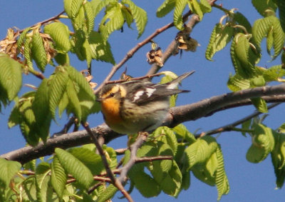 Blackburnian Warbler; female