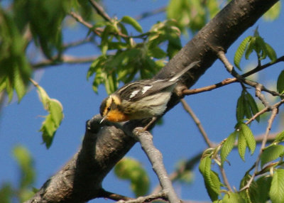 Blackburnian Warbler; female