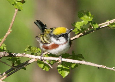 Chestnut-sided Warbler; male