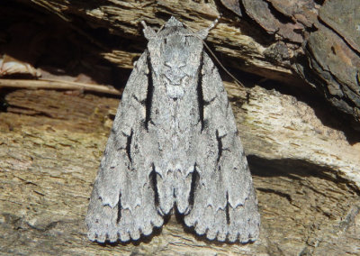 9238 - Acronicta lobeliae; Lobelia Dagger Moth
