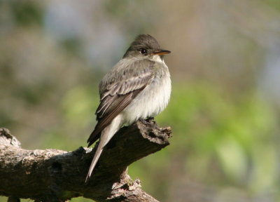 Eastern Wood-Pewee