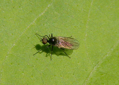 Bicellaria Hybotid Dance Fly species